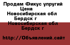 Продам Фикус упругий  › Цена ­ 1 000 - Новосибирская обл., Бердск г.  »    . Новосибирская обл.,Бердск г.